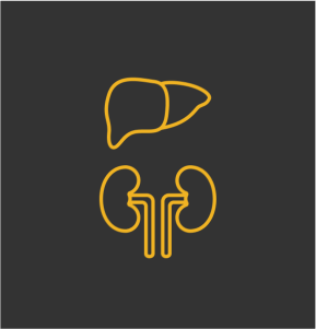 Kidney and liver icons 