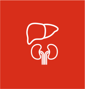 Liver and kidney icon