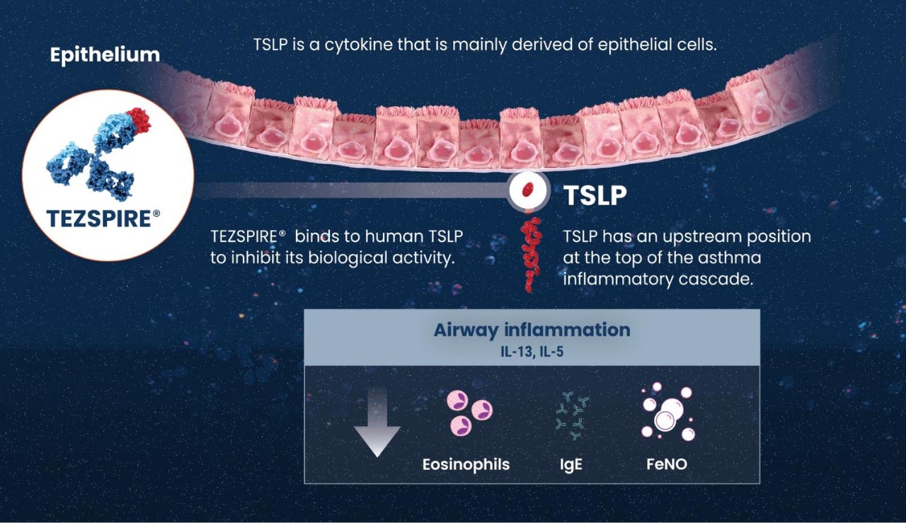 Thymic stromal lymphopoietin (TSLP) 